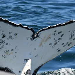 Fluke of HW-MN0804987