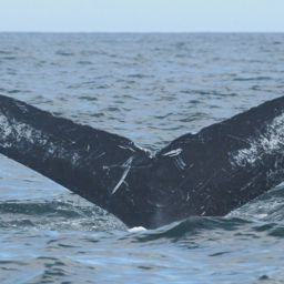 Fluke of CRC-11326