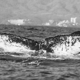 Fluke of CRC-11402