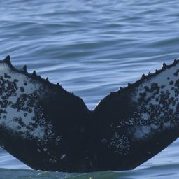 Fluke of HW-MN0804989