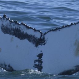 Fluke of HW-MN0804990