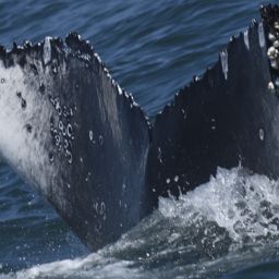 Fluke of HW-MN0804991