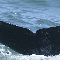 Fluke of HW-MN0804992