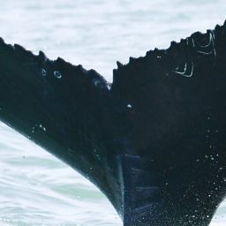 Fluke of HW-MN0804994