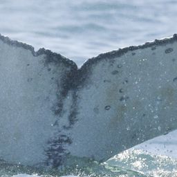 Fluke of HW-MN0804995