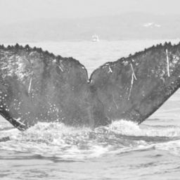 Fluke of CRC-11627