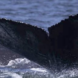 Fluke of HW-MN0804996