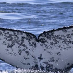 Fluke of HW-MN0805001