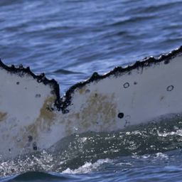 Fluke of HW-MN0805002