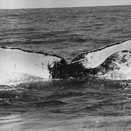 Fluke of Pescado