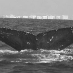 Fluke of CRC-12381