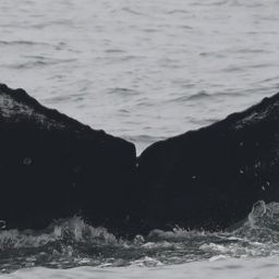 Fluke of CRC-11319