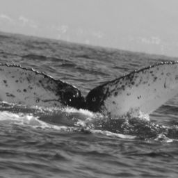 Fluke of CRC-12197