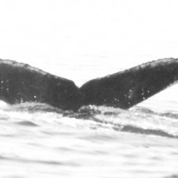 Fluke of CRC-11421