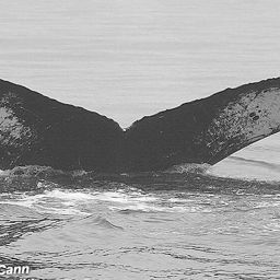 Fluke of CRC-10011