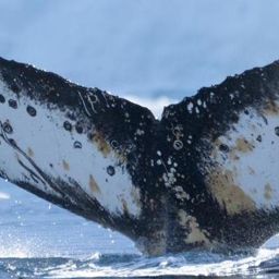 Fluke of Bulicka 25