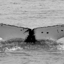 Fluke of CRC-11501