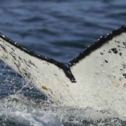 Fluke of HW-MN0805008