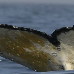Fluke of HW-MN0805009