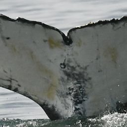 Fluke of HW-MN0805012