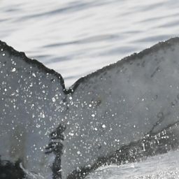 Fluke of HW-MN0805013