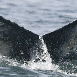 Fluke of HW-MN0805015