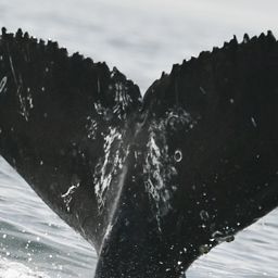Fluke of HW-MN0805016