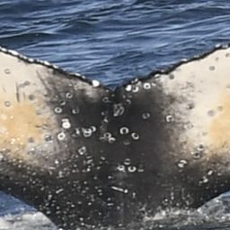 Fluke of HW-MN0805020