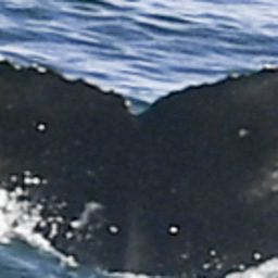 Fluke of HW-MN0805021