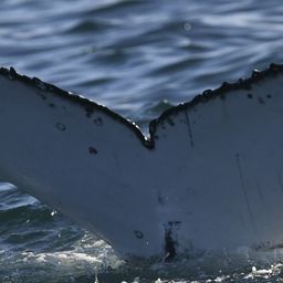 Fluke of HW-MN0805022
