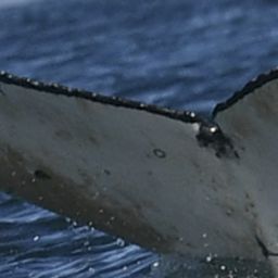 Fluke of HW-MN0805027