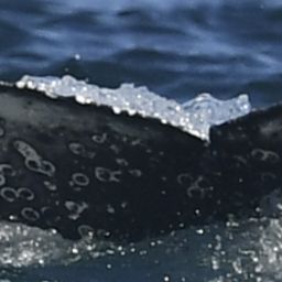 Fluke of HW-MN0805029