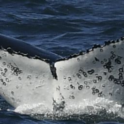 Fluke of HW-MN0805031