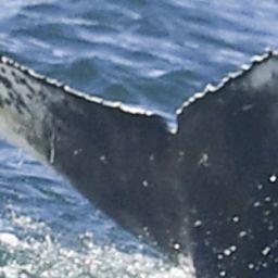 Fluke of HW-MN0805032