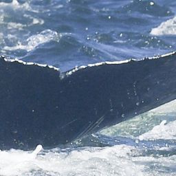 Fluke of HW-MN0805034