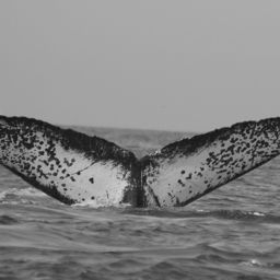 Fluke of CRC-10832