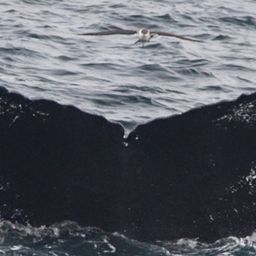 Fluke of Cygnus