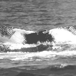 Fluke of CRC-10508
