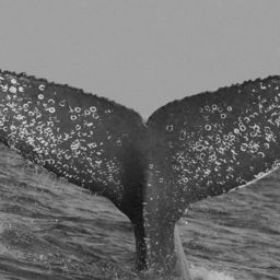 Fluke of CRC-12549