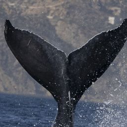 Fluke of 2024-2025 calf of FIBB-5BB508