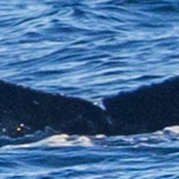 Fluke of 2024-2025 calf of PWF-NP_1198