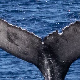 Fluke of HIHWNMS-2025-2-19_G01A02