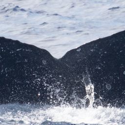 Fluke of HIHWNMS-2025-2-24_G05A01