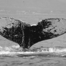 Fluke of CRC-13617