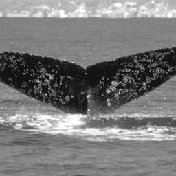 Fluke of Thousand Dots