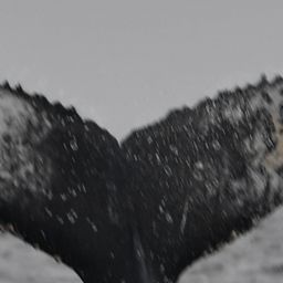 Fluke of HW-MN0805043