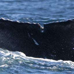 Fluke of 2024-2025 calf of HW-MN0521256