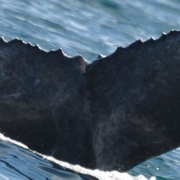 Fluke of 2024-2025 calf of CRC-18477
