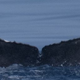 Fluke of 2024-2025 calf of HW-MN0442340