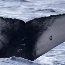 Fluke of 2024-2025 calf of HW-MN0441639